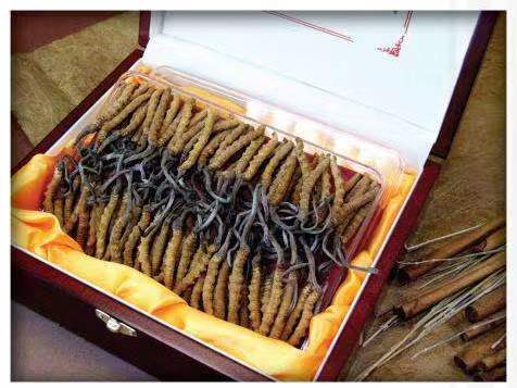 温宿冬虫夏草回收